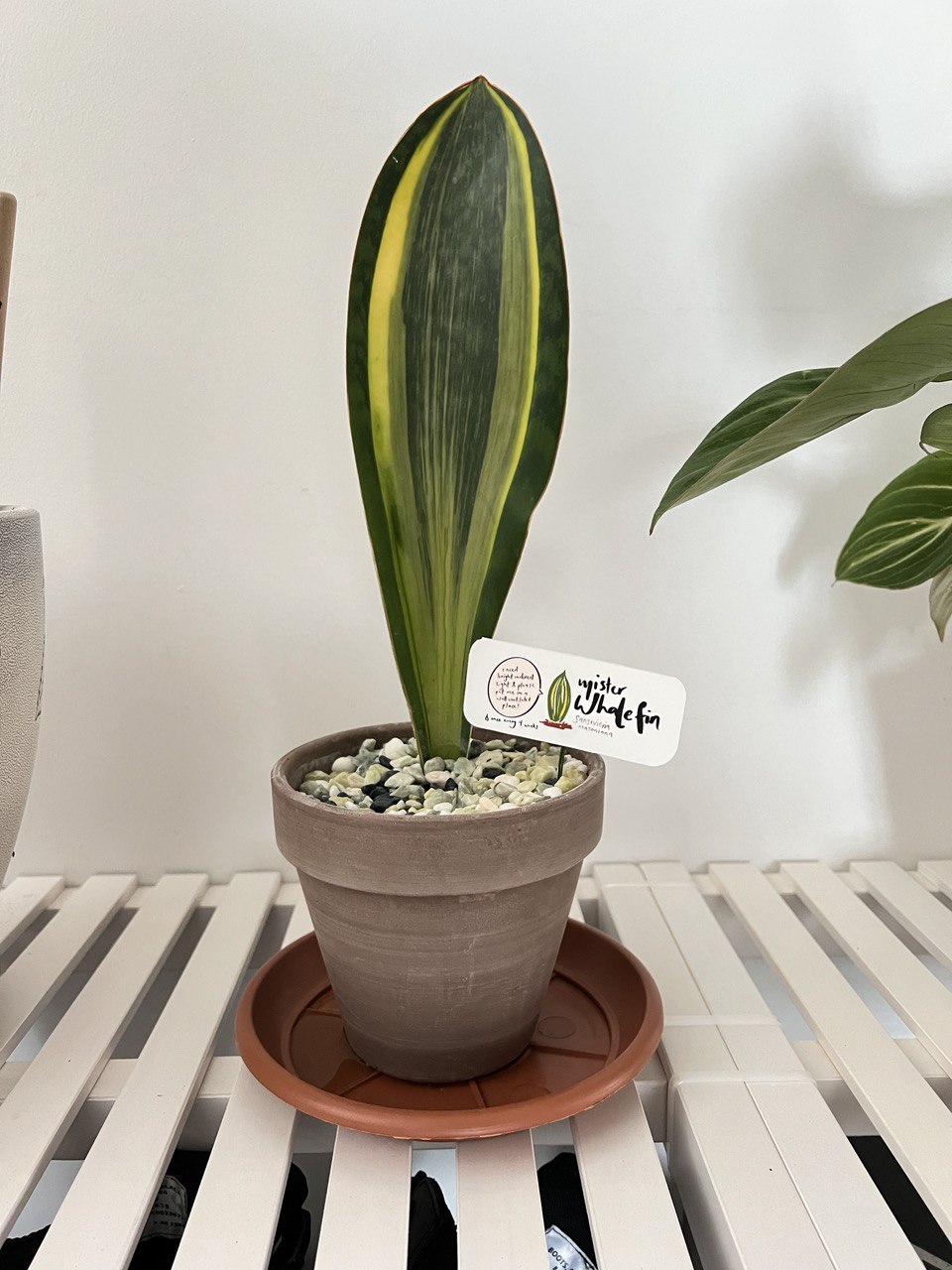 plant01
