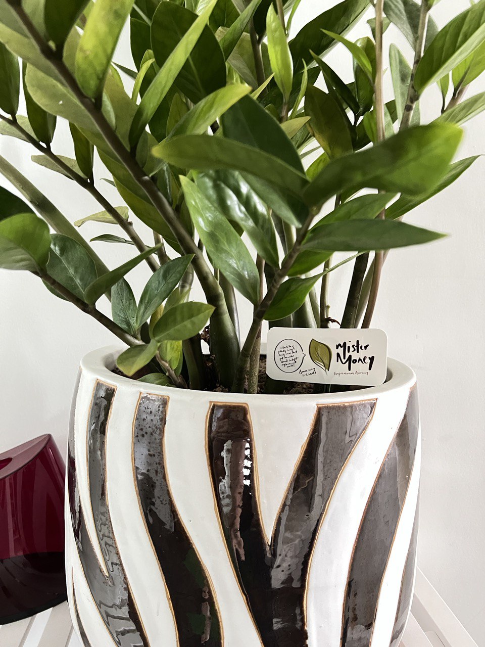 plant02