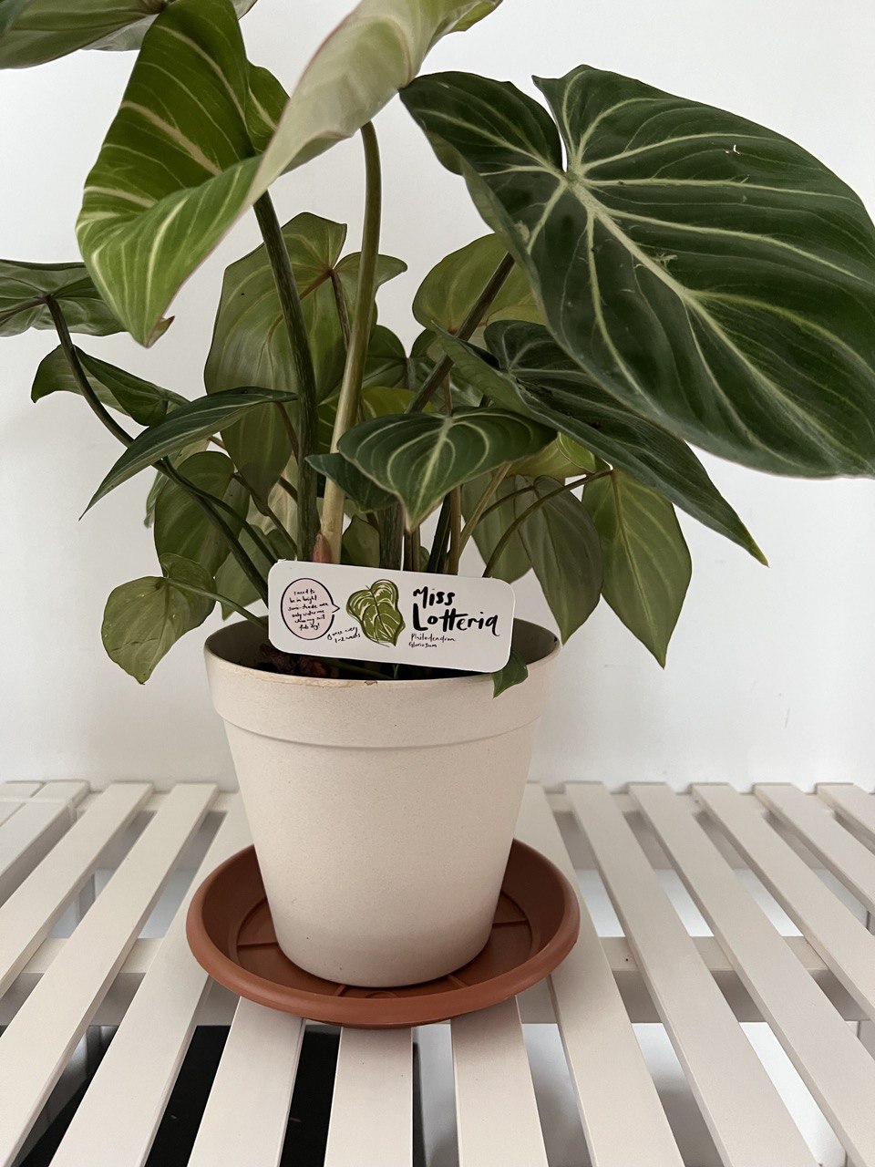 plant03